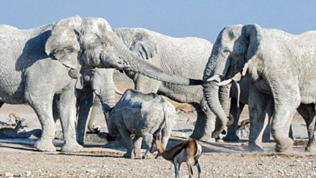 Elephant White Elephant White